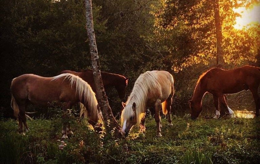 Location de vacances - Maison - Villa à Payrac - les chevaux du colombé