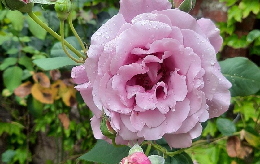 Location de vacances - Château - Manoir à Buzançais
