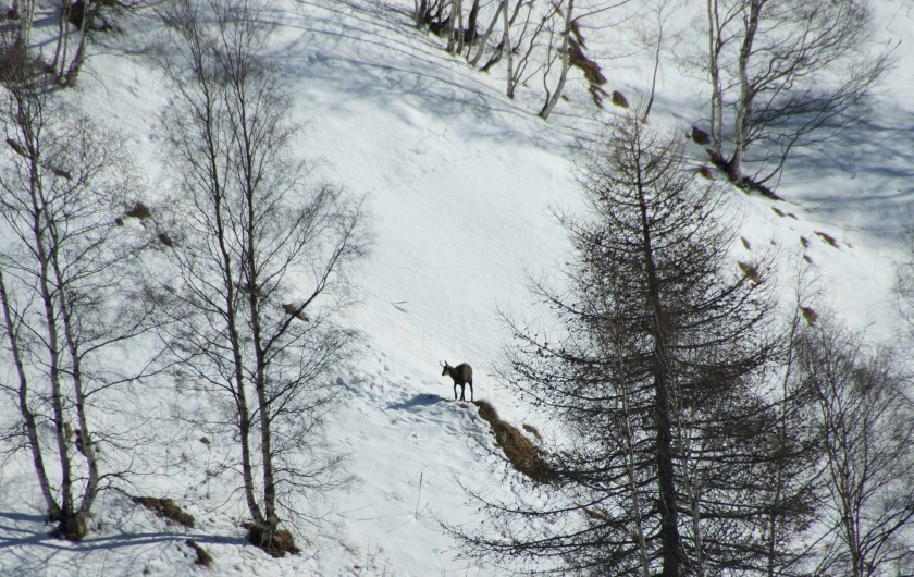 Location de vacances - Maison - Villa à La Grave - Chamois