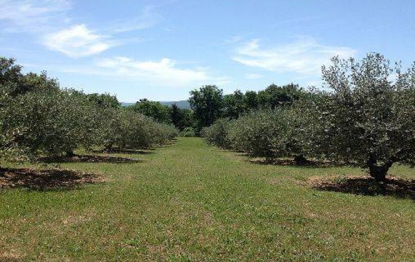 Location de vacances - Gîte à Cadenet