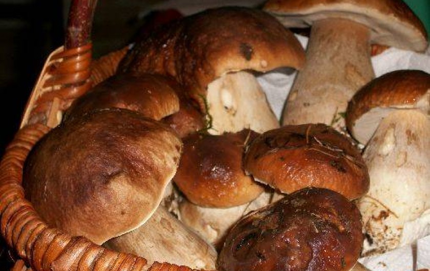 Location de vacances - Gîte à Jumilhac-le-Grand