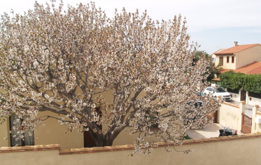 Location de vacances - Appartement à Canet-en-Roussillon