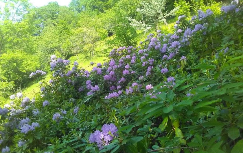 Location de vacances - Appartement à Munster