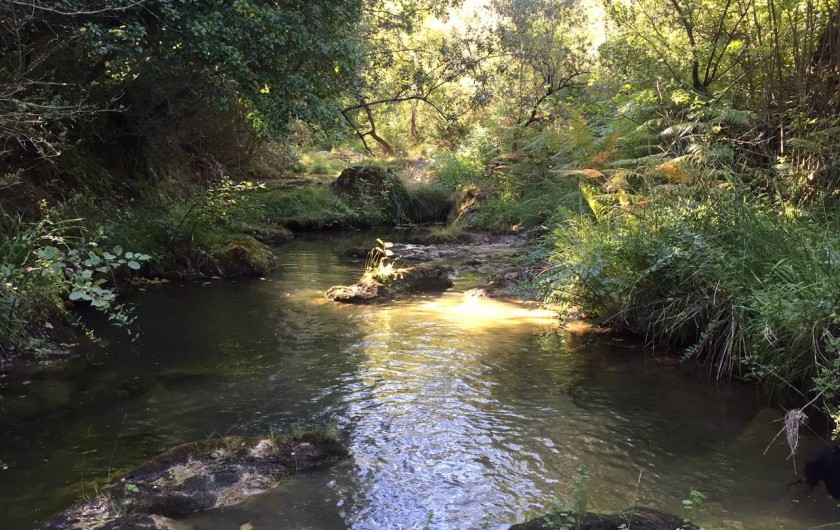 Location de vacances - Chambre d'hôtes à Saint-Félix-de-Pallières - Rivière de parc