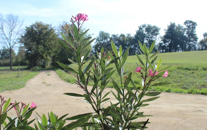 Location de vacances - Gîte à Born des Champs