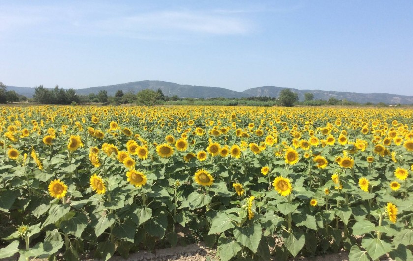 Location de vacances - Chambre d'hôtes à Villelaure - l'environnement immédiat !