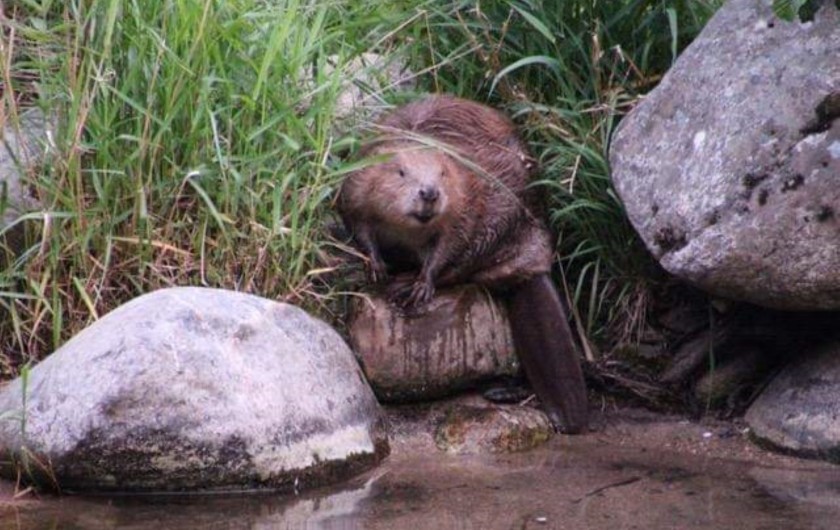 Location de vacances - Camping à Bédouès