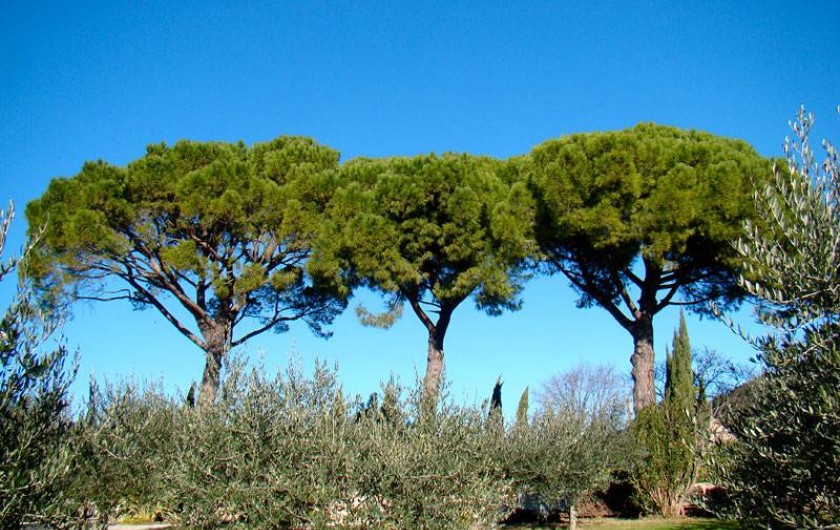 Location de vacances - Gîte à Le Luc - Partie du Parc/jardin