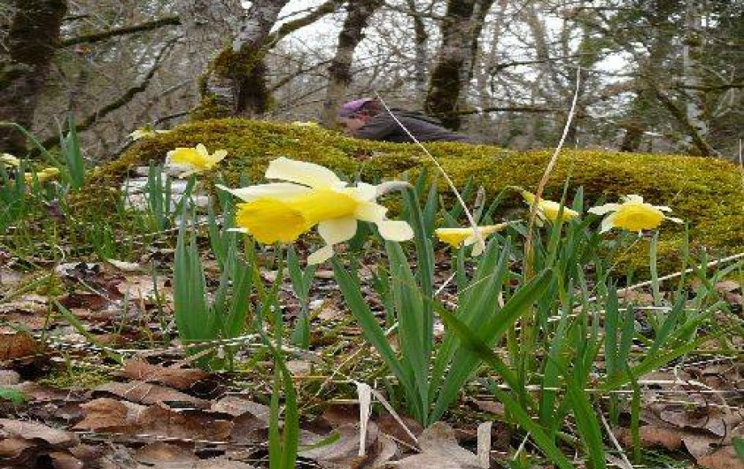 Location de vacances - Villa à Labastide-Murat
