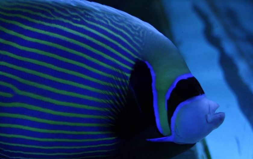 Location de vacances - Chambre d'hôtes à Carnas