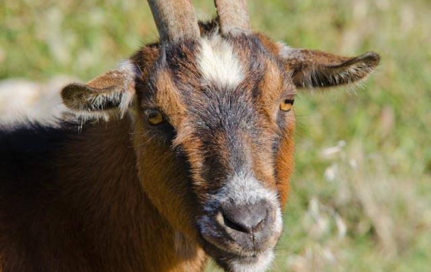 Location de vacances - Chambre d'hôtes à Capdepera