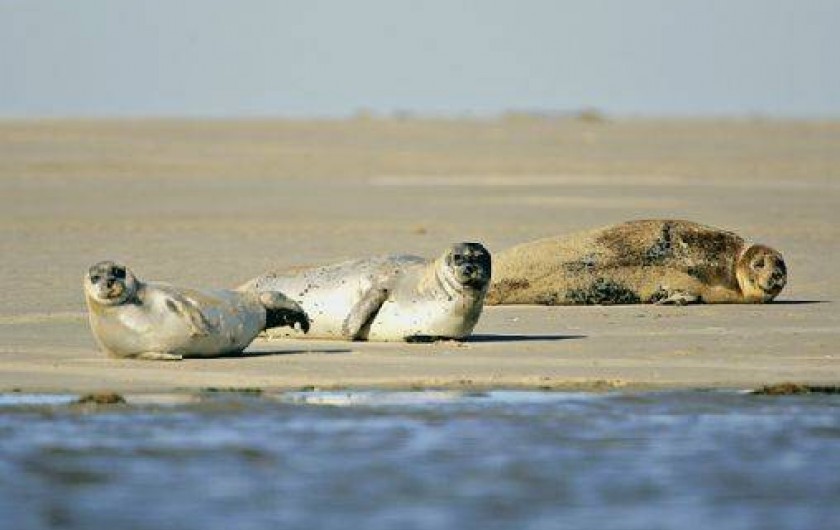 Location de vacances - Chambre d'hôtes à Pendé
