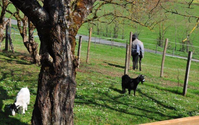 Location de vacances - Gîte à Pailloles - VUE SUR LA CAMPAGNE AVEC LES CHÈVRES ET LES CHEVAUX