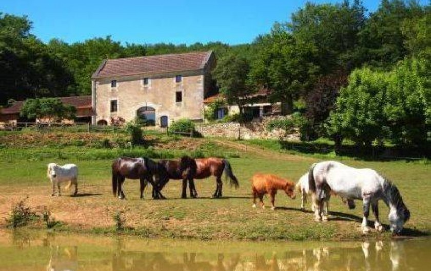 Location de vacances - Gîte à Les Eyzies-de-Tayac-Sireuil