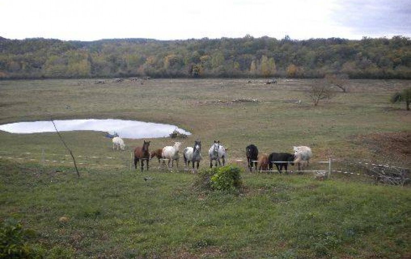 Location de vacances - Gîte à Les Eyzies-de-Tayac-Sireuil