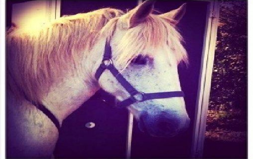 Location de vacances - Mas à Saintes-Maries-de-la-Mer