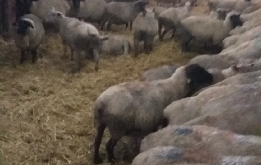 Location de vacances - Maison - Villa à Courtils - nous sommes éleveur d'agneau de pré salé