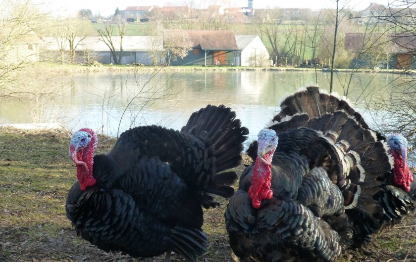 Location de vacances - Gîte à Château-Voué