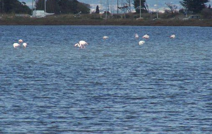 Location de vacances - Villa à Marseillan