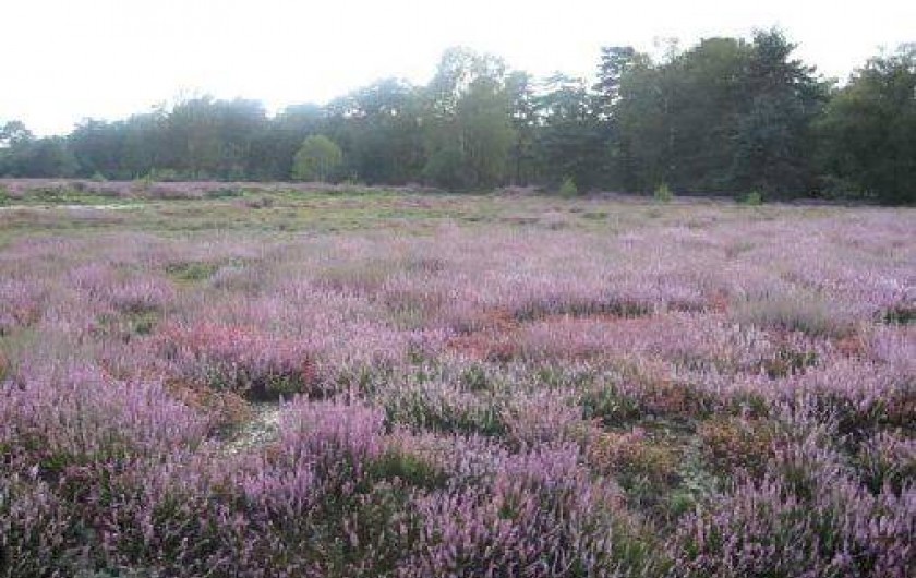 Location de vacances - Chalet à Souvigny-en-Sologne