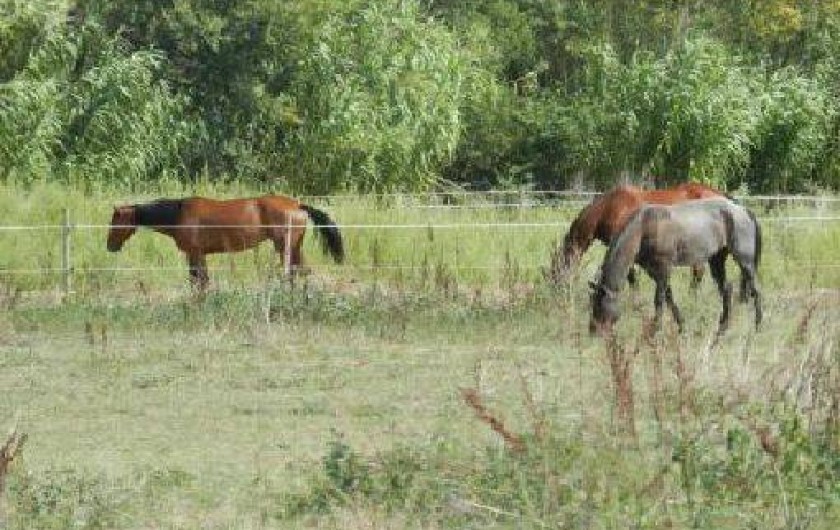 Location de vacances - Gîte à Saint-Aygulf