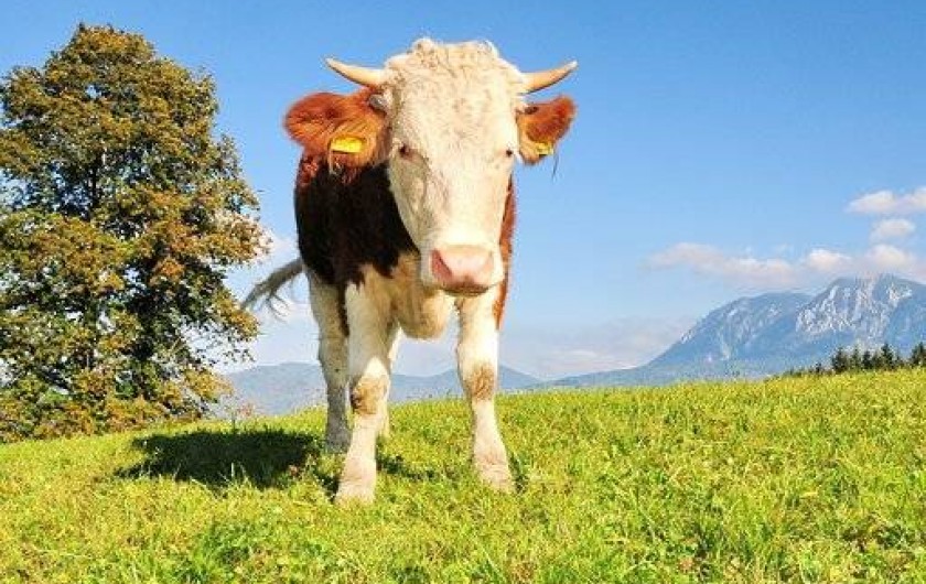 Location de vacances - Appartement à Prémanon