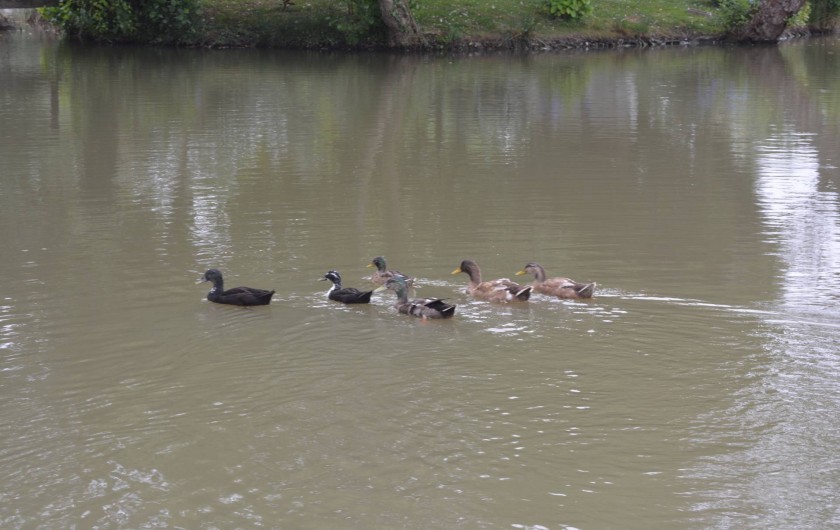 Location de vacances - Studio à Saint-Geours-de-Maremne