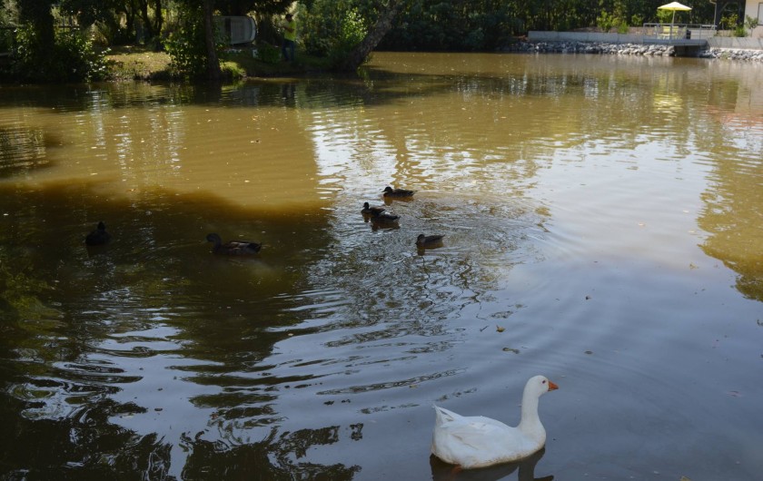 Location de vacances - Studio à Saint-Geours-de-Maremne
