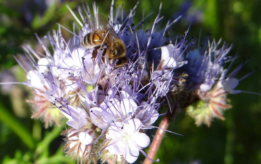 Location de vacances - Gîte à Saint-Victor-et-Melvieu - butineuse des Raspes
