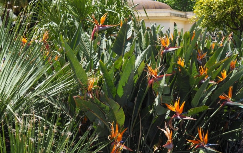 Location de vacances - Studio à Hyères - Oiseaux de feu. Fleur fétiche de Hyères