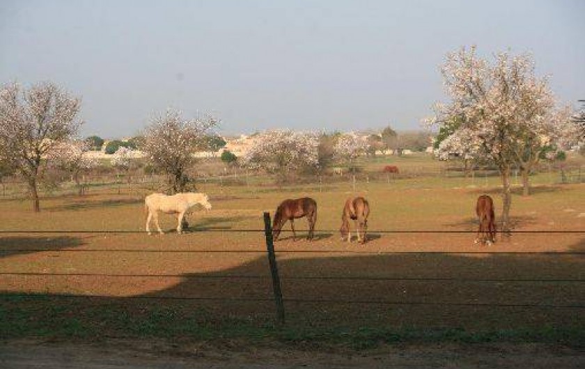 Location de vacances - Gîte à Agde