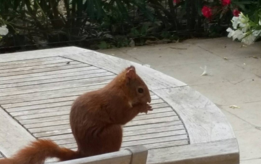 Location de vacances - Gîte à Agde