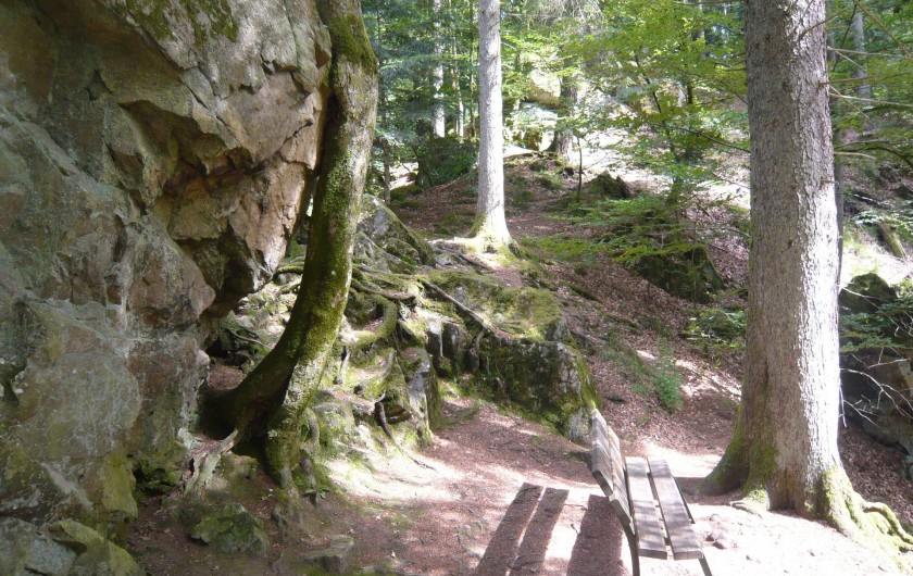 Location de vacances - Chalet à Le Tholy - Un chemin de randonnée à partir du chalet