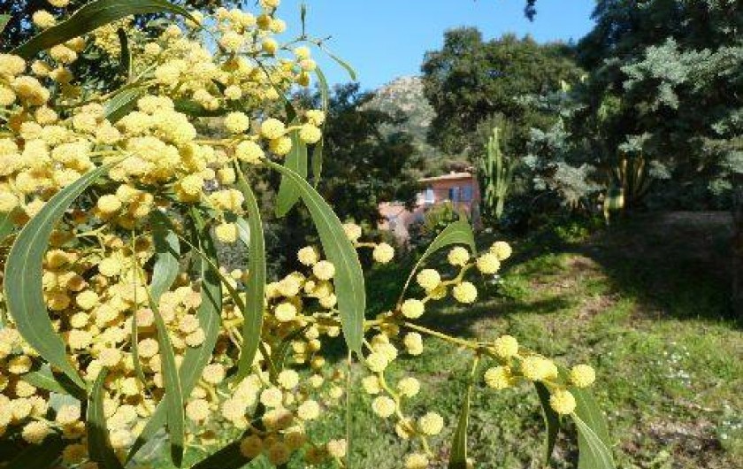 Location de vacances - Villa à Le Lavandou