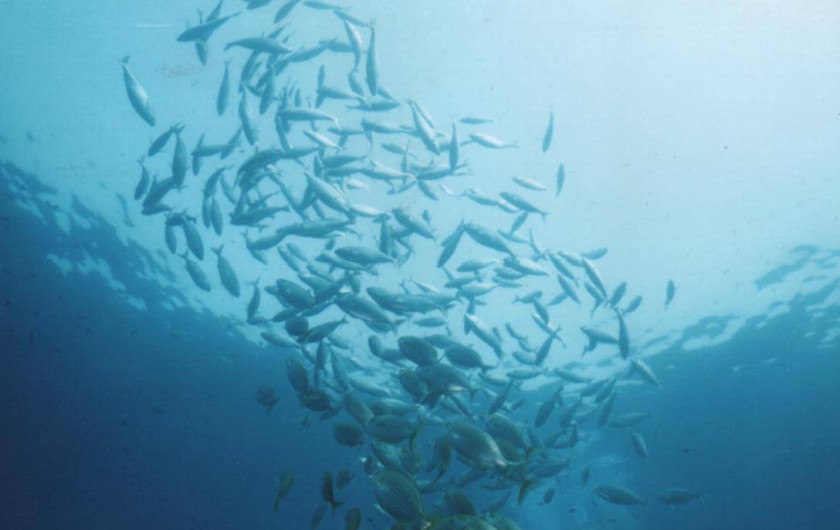 Location de vacances - Studio à Le Barcarès