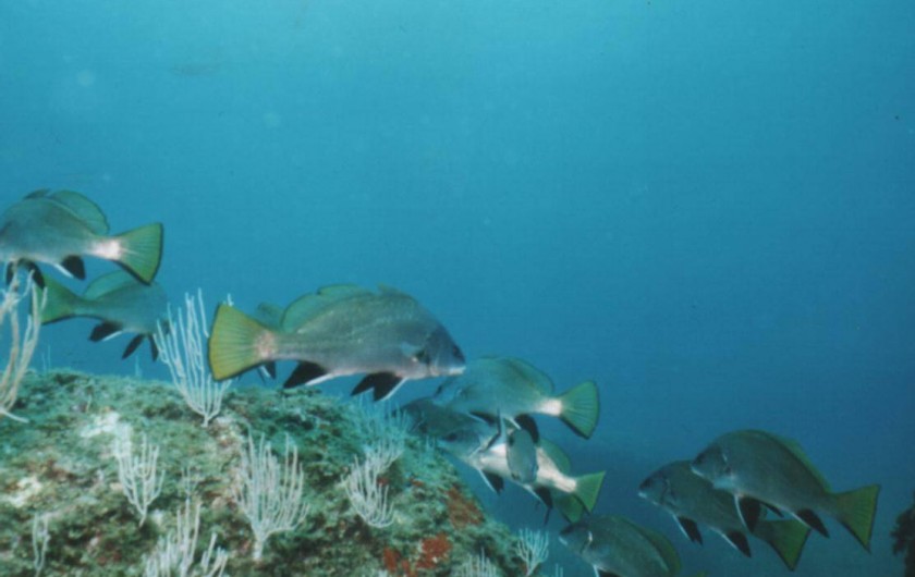 Location de vacances - Studio à Le Barcarès