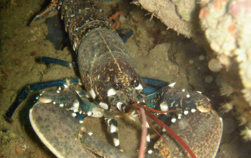 Location de vacances - Studio à Le Barcarès