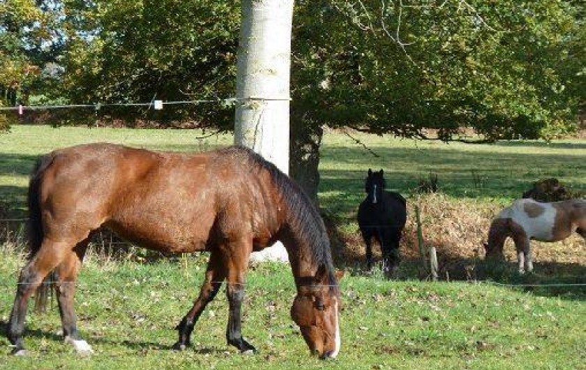 Location de vacances - Gîte à Quintin