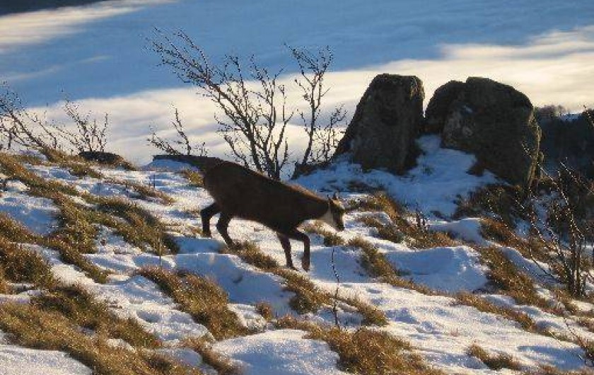 Location de vacances - Appartement à Soultzeren