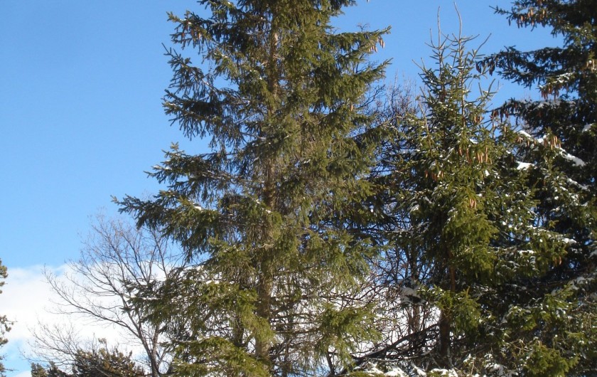 Location de vacances - Appartement à Font Romeu - vue de la fenêtre