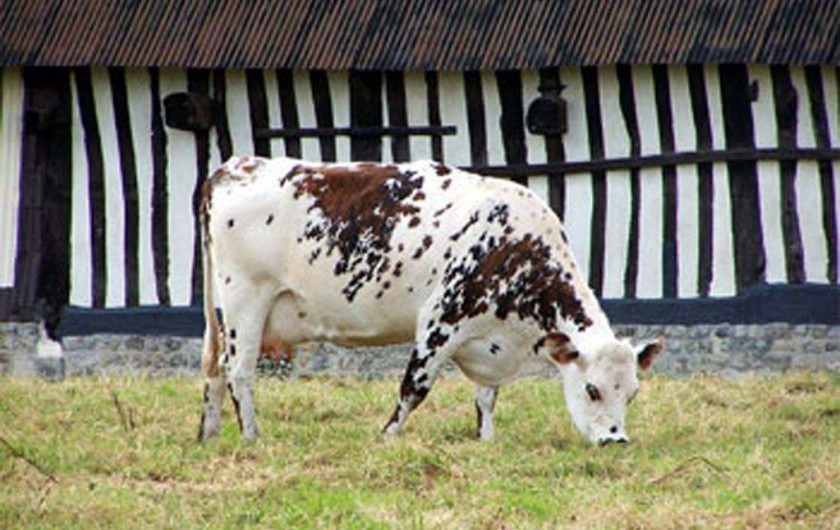 Location de vacances - Appartement à Cabourg