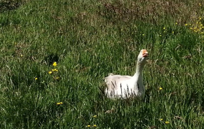 Location de vacances - Gîte à Verdelot