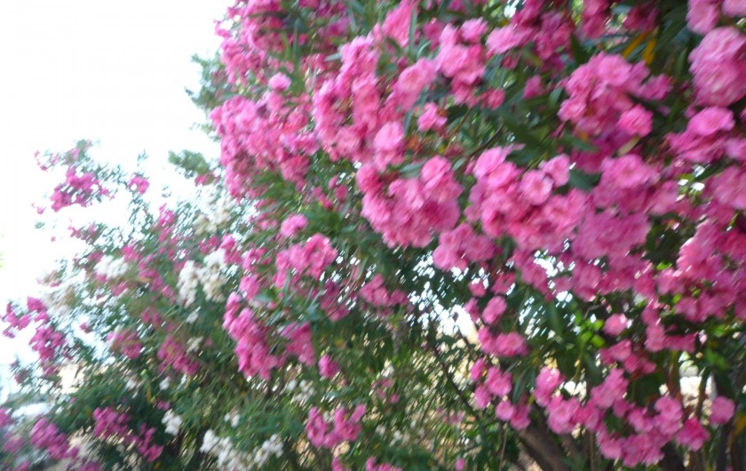 Location de vacances - Villa à Calvi - laurier bordant l'allée