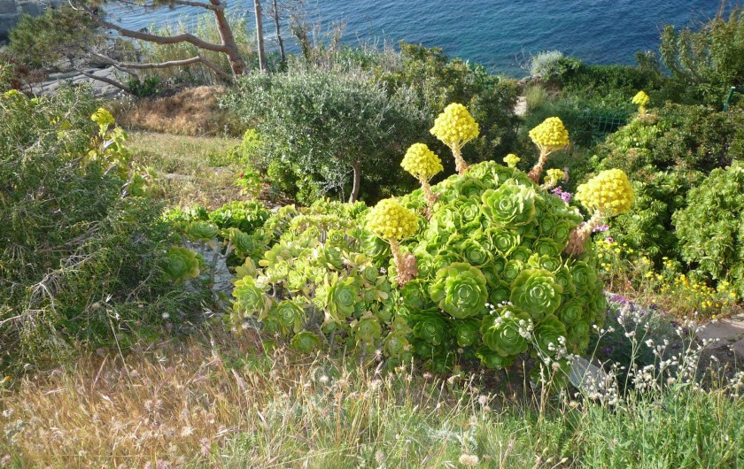 Location de vacances - Villa à Calvi - vegetation dans terrain