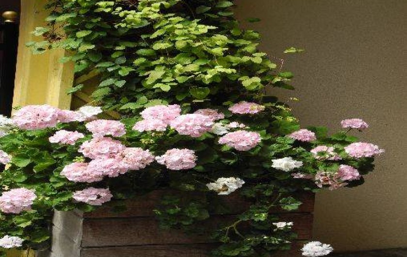 Location de vacances - Appartement à Honfleur