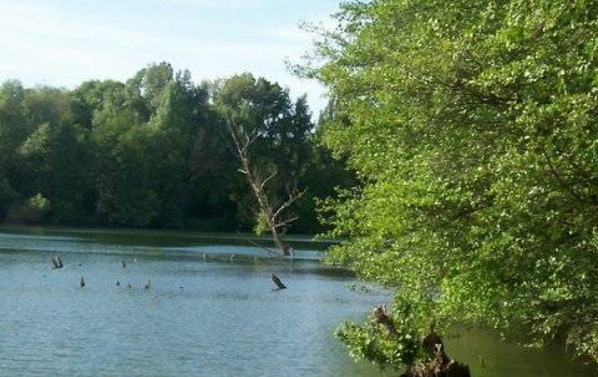 Location de vacances - Roulotte à Aniane - rivière