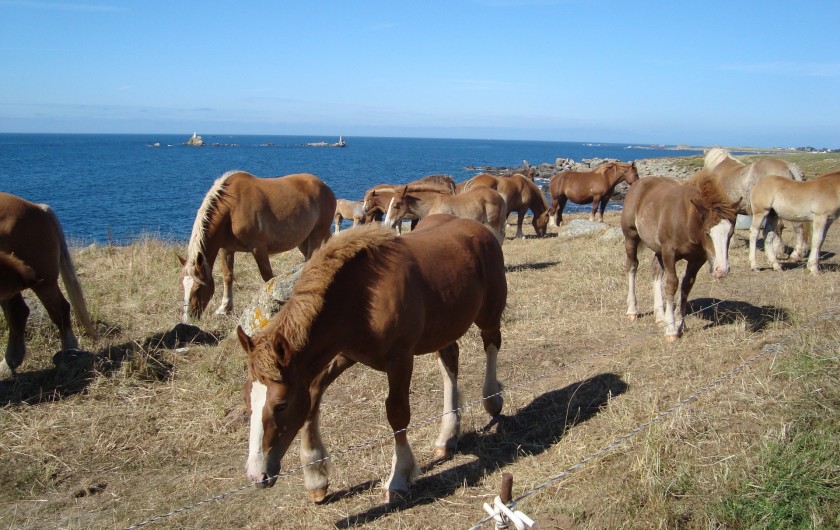 Les chevaux de trait sur la route touristique le long de la côte sauvage.