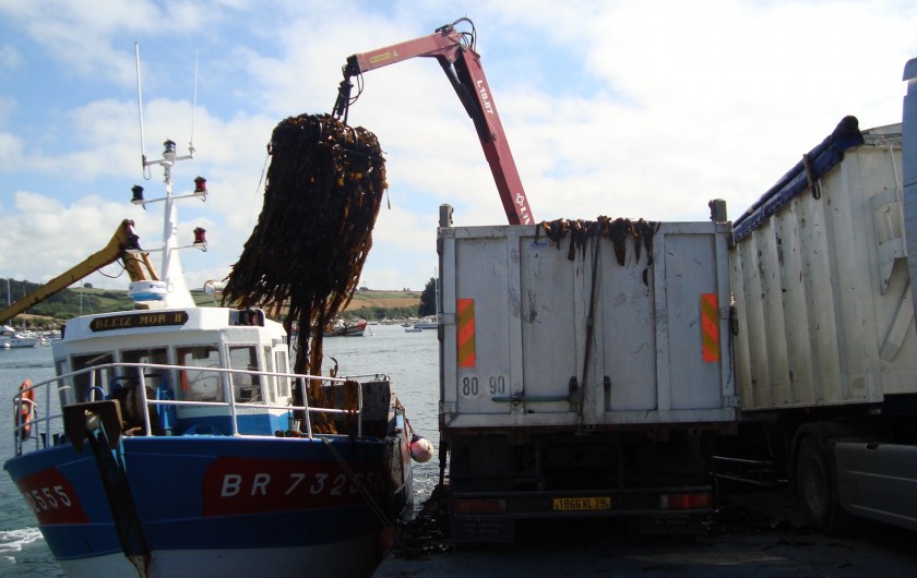 Location de vacances - Gîte à Brélès - Déchargement d'algues à Lanildut 1er port goémonier d'Europe.