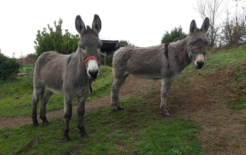 Location de vacances - Gîte à Brélès - Nos ânes " Bella et Pipo "