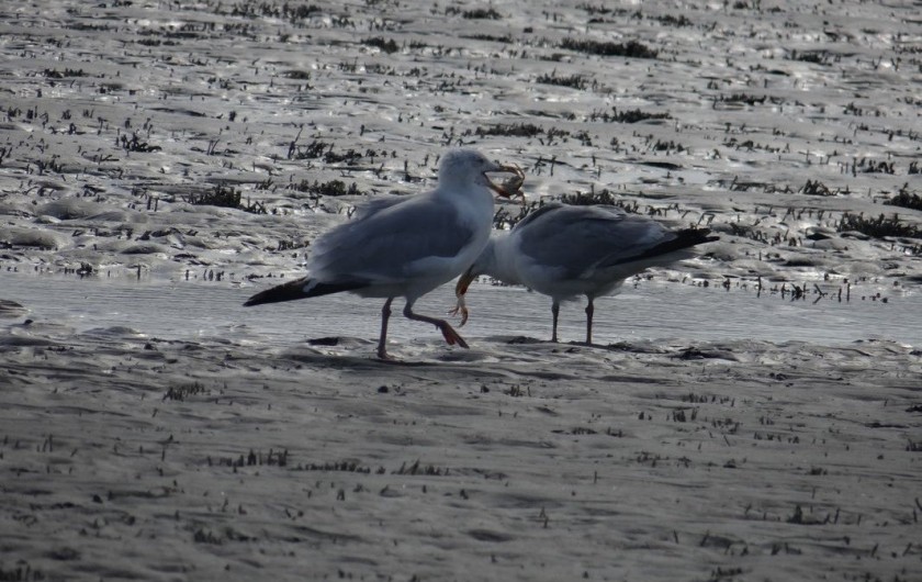 Location de vacances - Appartement à Fort-Mahon-Plage - Voleuses de crabes !!